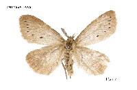 藏品(七斑平毒蛾)的圖片